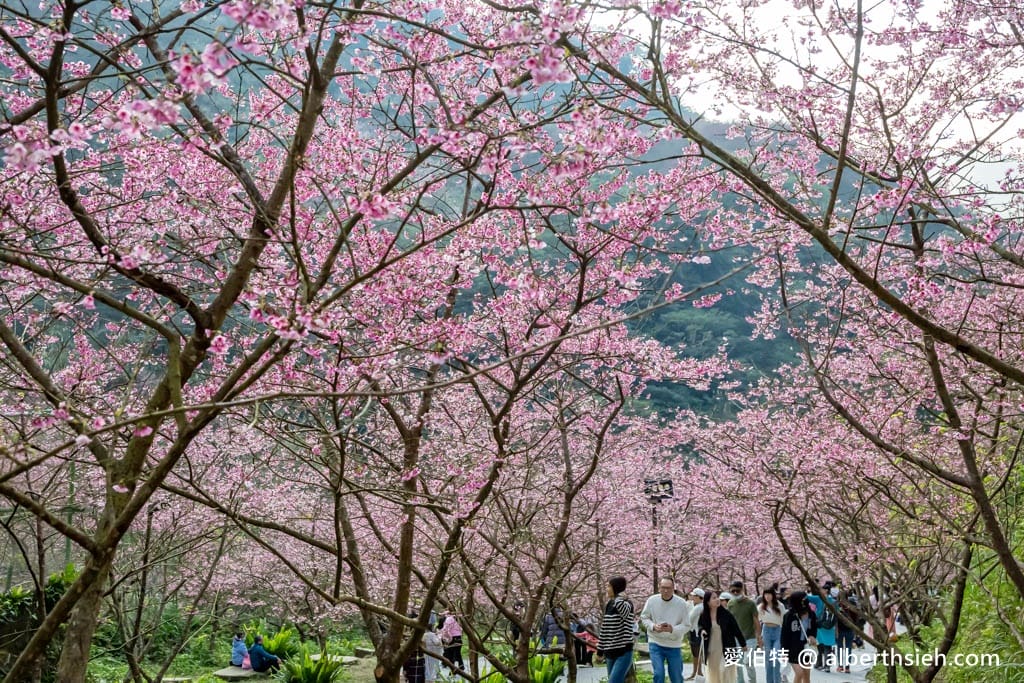 2025三峽大熊櫻花林｜花況，交通方式，門票費用