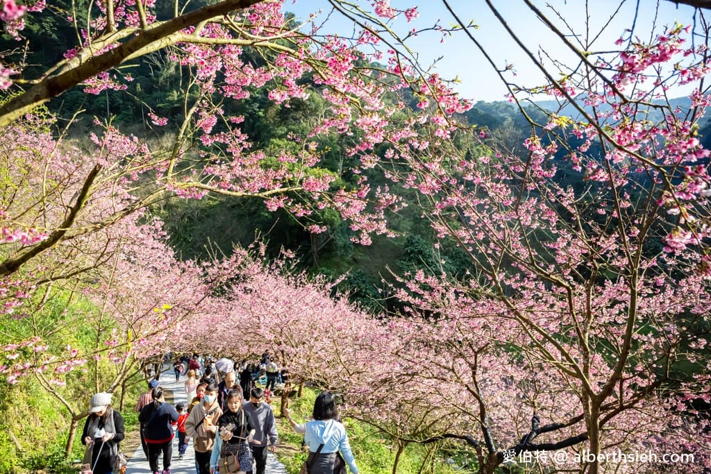 2025三峽大熊櫻花林｜花況，交通方式，門票費用
