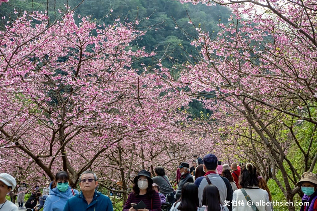 2025三峽大熊櫻花林｜花況，交通方式，門票費用