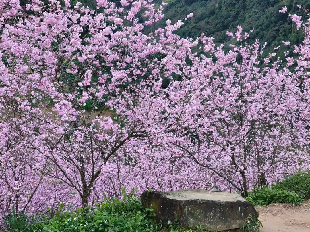 2025三峽大熊櫻花林｜花況，交通方式，門票費用