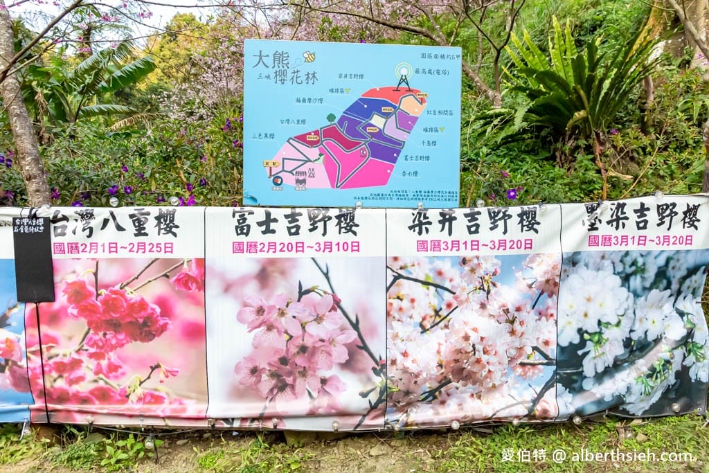 2025三峽大熊櫻花林｜花況，交通方式，門票費用