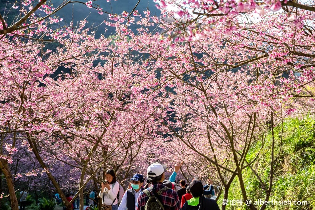 2025三峽大熊櫻花林｜花況，交通方式，門票費用