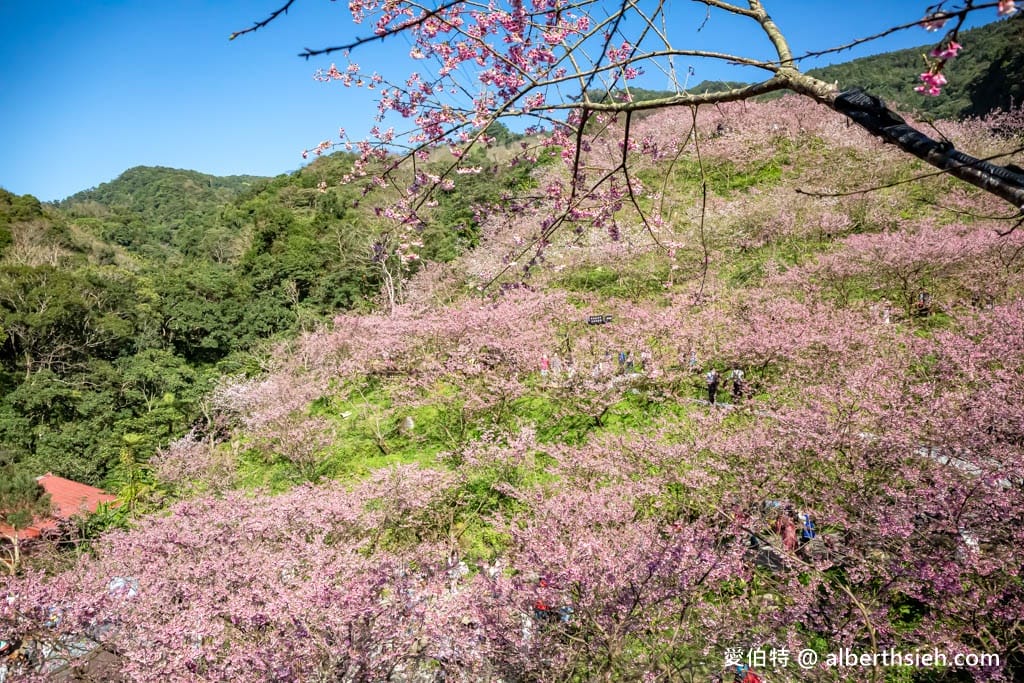 2025三峽大熊櫻花林｜花況，交通方式，門票費用