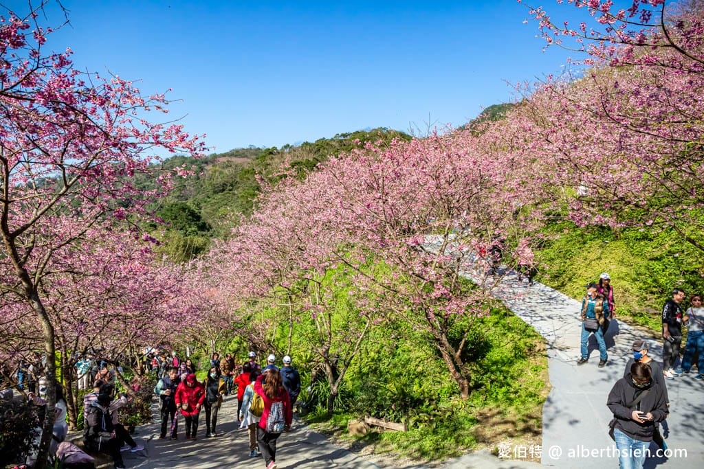 2025三峽大熊櫻花林｜花況，交通方式，門票費用