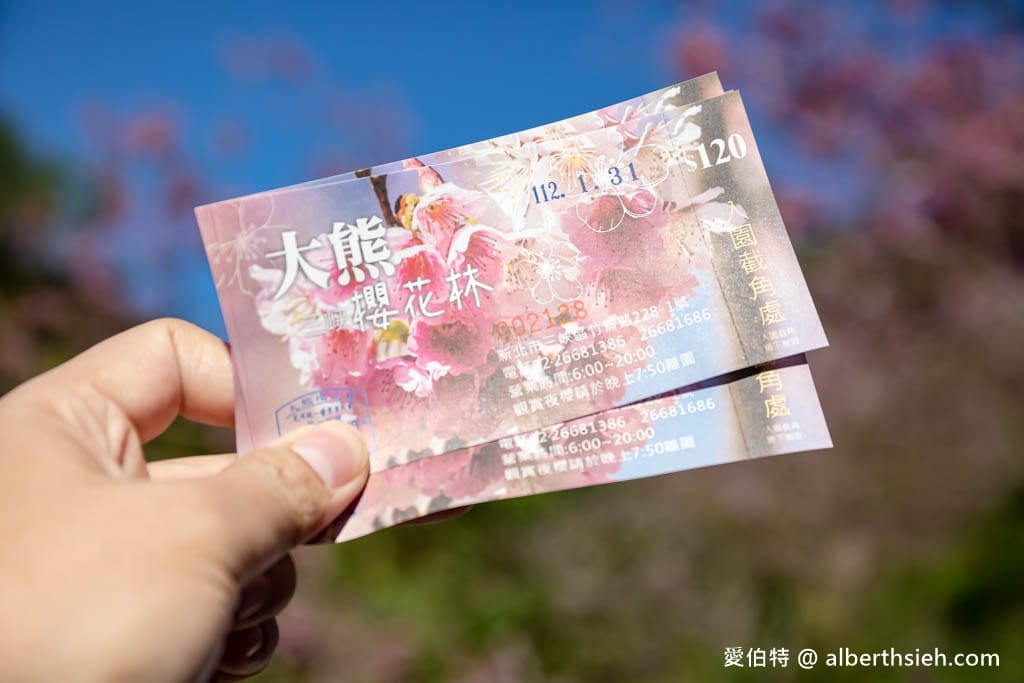2025三峽大熊櫻花林｜花況，交通方式，門票費用
