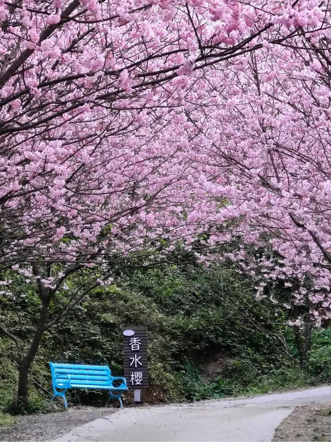 2025三峽大熊櫻花林｜花況，交通方式，門票費用