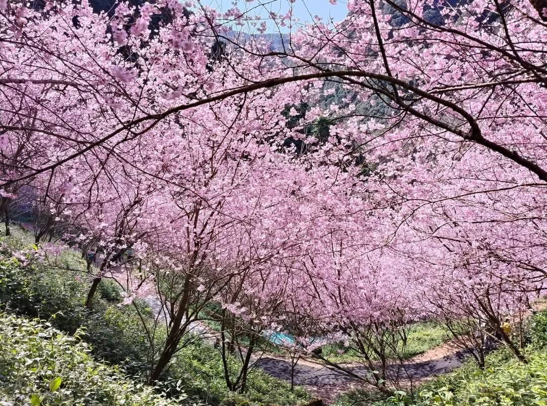 2025三峽大熊櫻花林｜花況，交通方式，門票費用