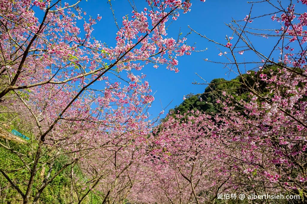 2025三峽大熊櫻花林｜花況，交通方式，門票費用