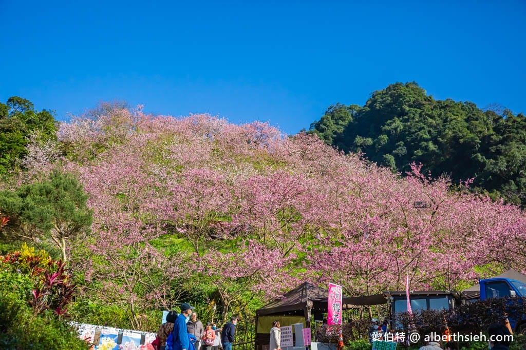 2025三峽大熊櫻花林｜花況，交通方式，門票費用