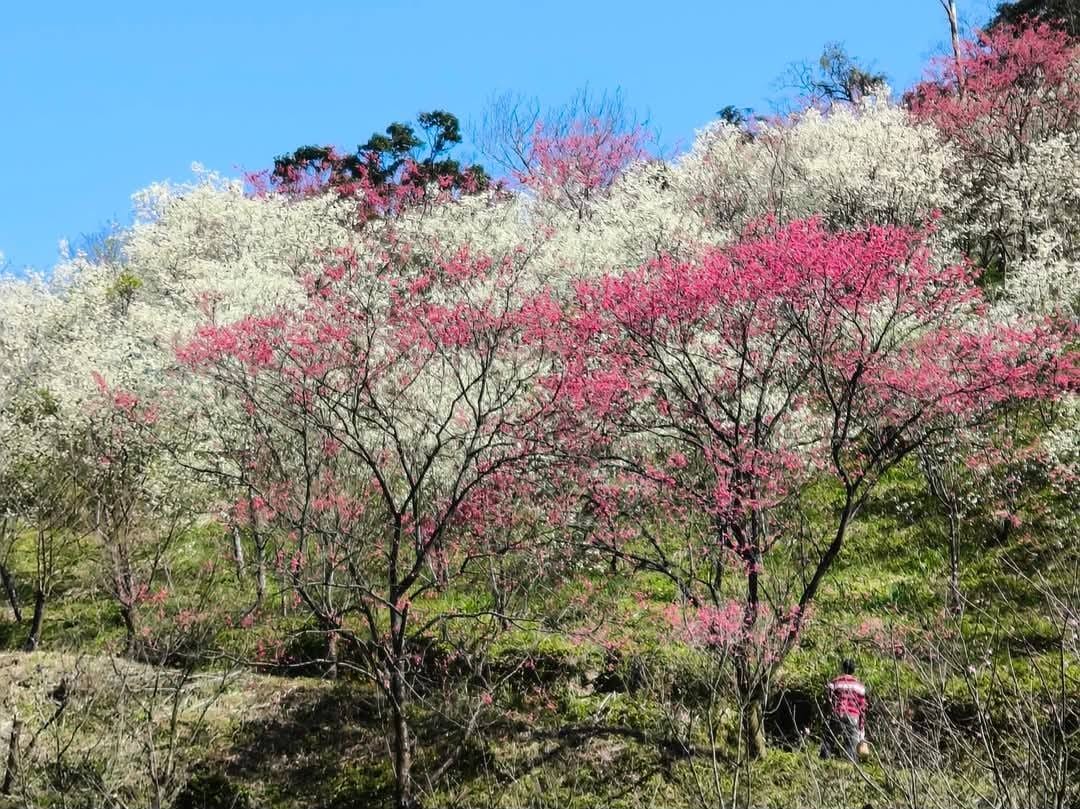 2025三峽大熊櫻花林｜花況，交通方式，門票費用
