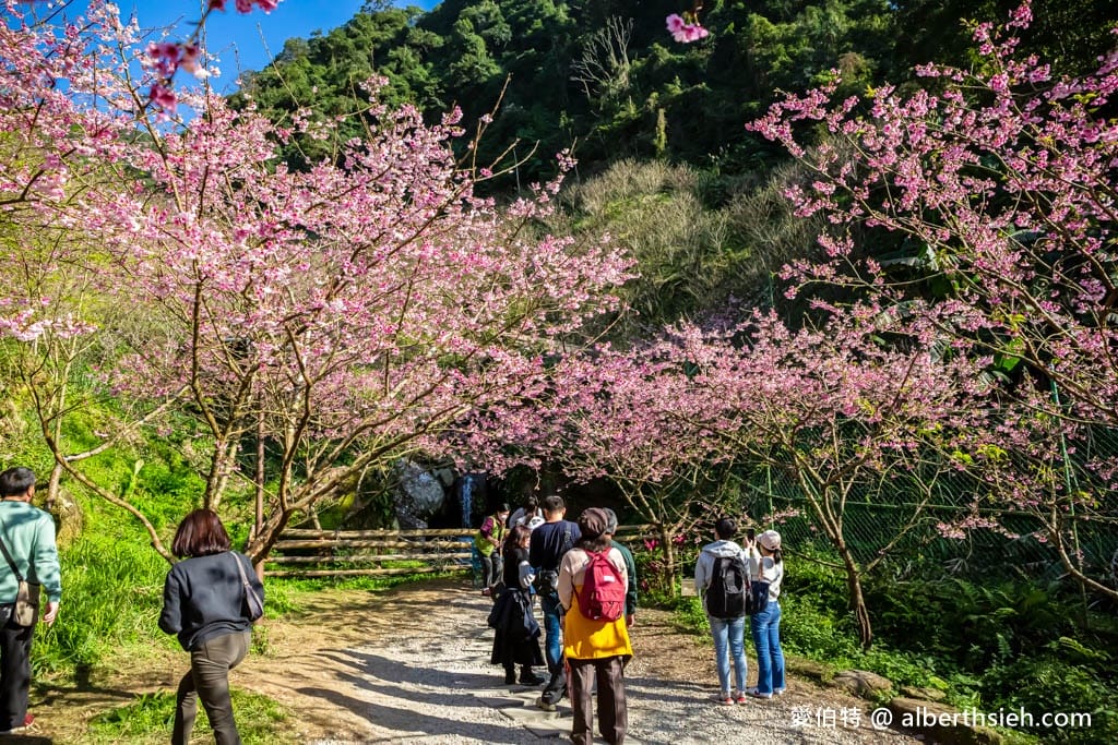 2025三峽大熊櫻花林｜花況，交通方式，門票費用
