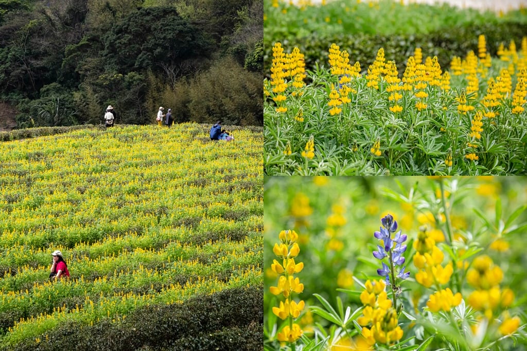 2025龍潭魯冰花這樣玩？一日遊週邊景點美食推薦