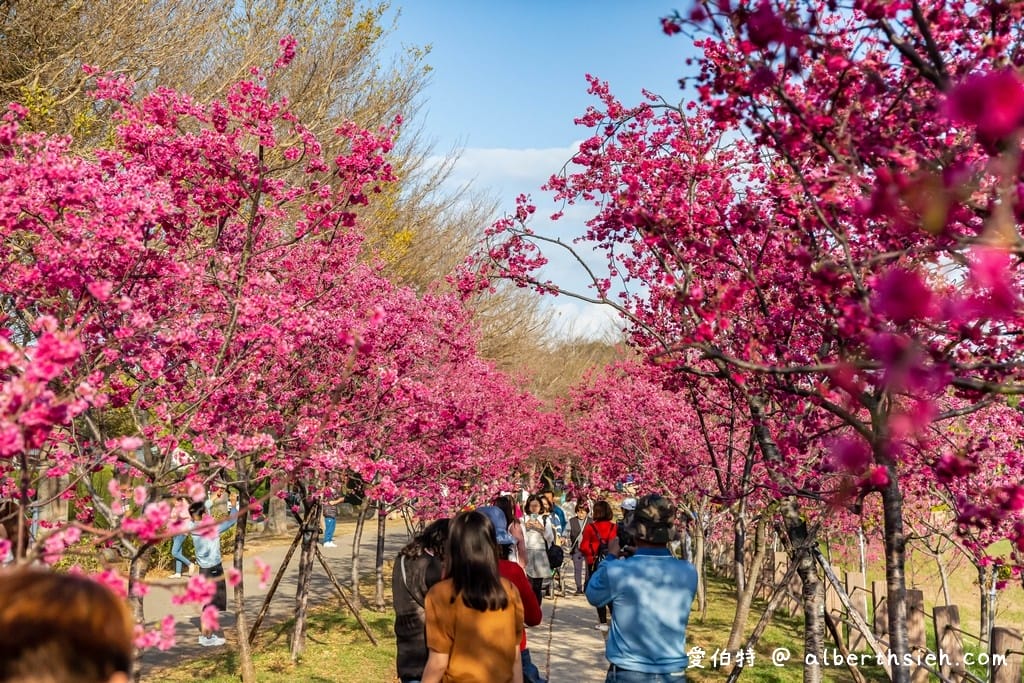 台中后里景點一日遊|九條路線,網美、親子、賞花、落羽松 - 第14張圖 台中后里景點一日遊|九條路線,網美、親子、賞花、落羽松