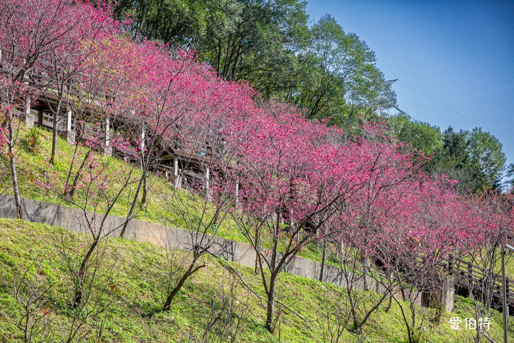 桃園龜山長庚養生村櫻花｜隱藏版櫻花木棧道八重櫻超美超好拍 @愛伯特