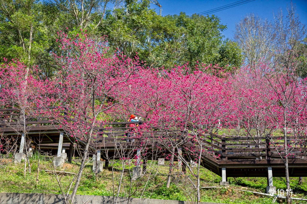 桃園龜山長庚養生村櫻花｜隱藏版櫻花木棧道八重櫻超美超好拍 @愛伯特