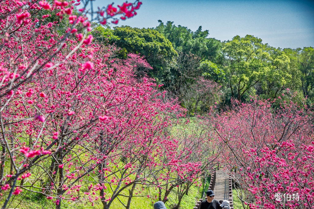 桃園龜山長庚養生村櫻花｜隱藏版櫻花木棧道八重櫻超美超好拍 @愛伯特