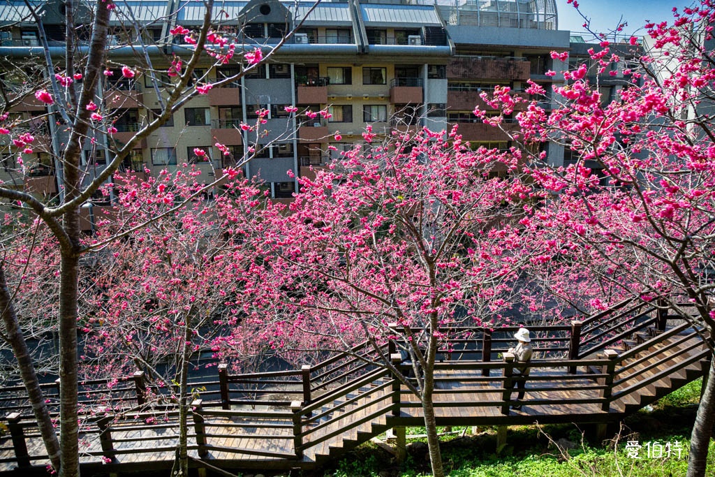 桃園龜山長庚養生村櫻花｜隱藏版櫻花木棧道八重櫻超美超好拍 @愛伯特