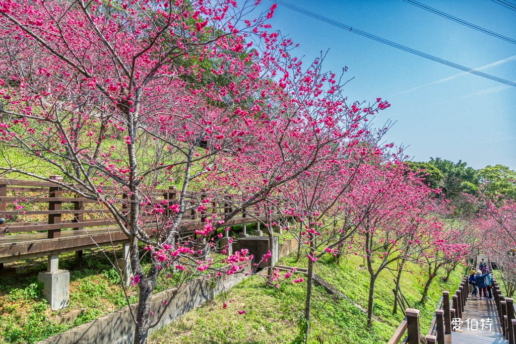 桃園龜山長庚養生村櫻花｜隱藏版櫻花木棧道八重櫻超美超好拍 @愛伯特