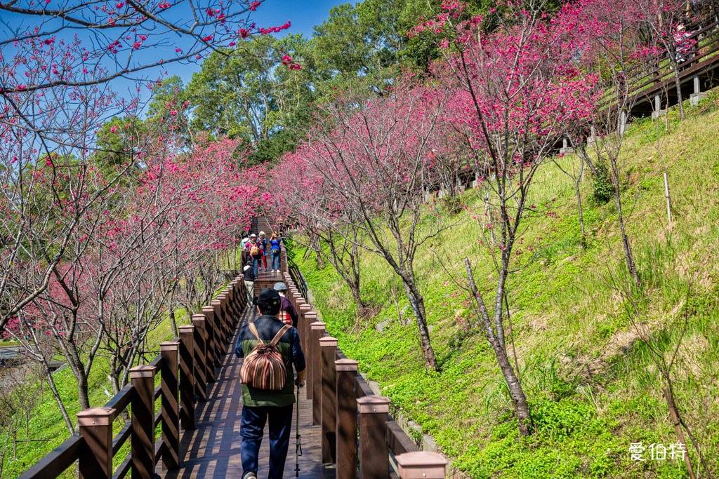 桃園龜山長庚養生村櫻花｜隱藏版櫻花木棧道八重櫻超美超好拍 @愛伯特