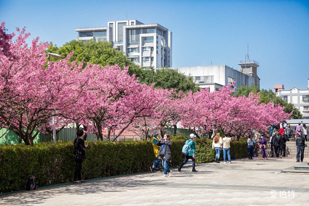 禾聯總公司櫻花秘境｜桃園龜山華亞科技園區，如何前往 @愛伯特
