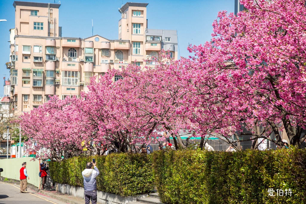 禾聯總公司櫻花秘境｜桃園龜山華亞科技園區，如何前往 @愛伯特