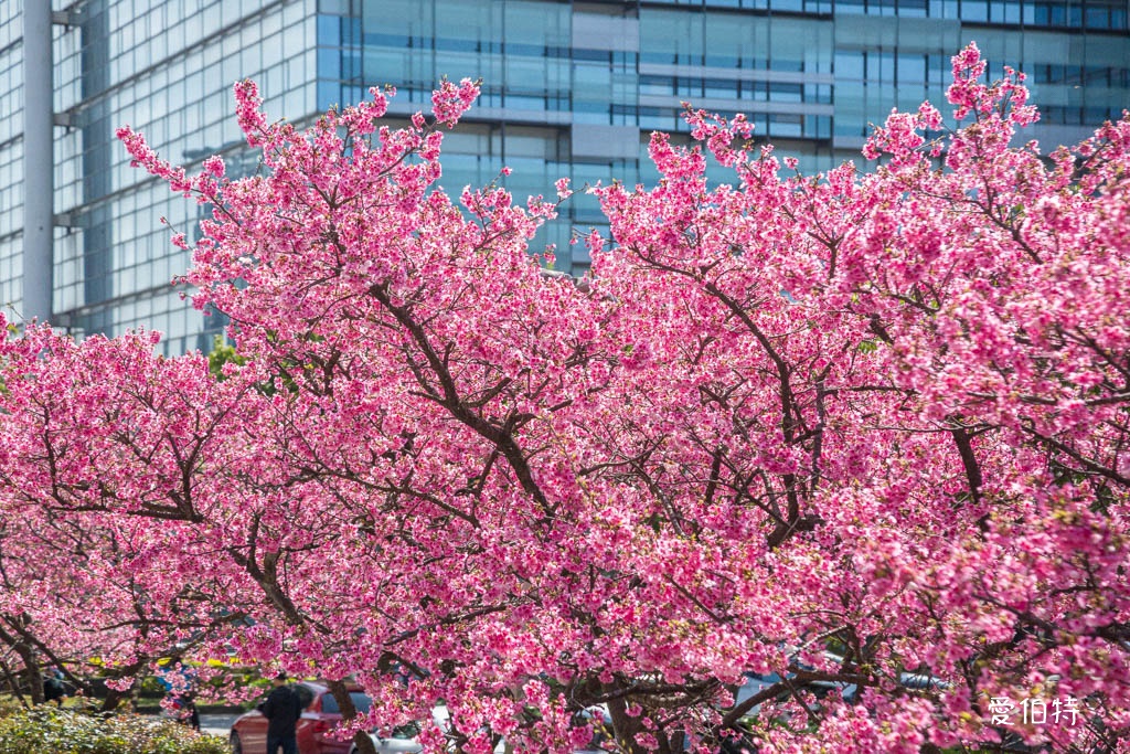 禾聯總公司櫻花秘境｜桃園龜山華亞科技園區，如何前往 @愛伯特