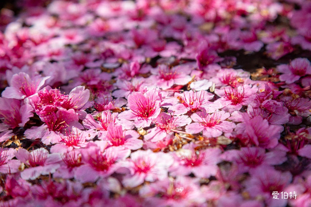 禾聯總公司櫻花秘境｜桃園龜山華亞科技園區，如何前往 @愛伯特
