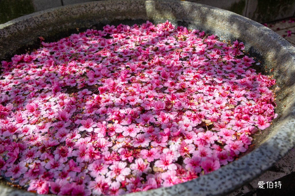 禾聯總公司櫻花秘境｜桃園龜山華亞科技園區，如何前往 @愛伯特