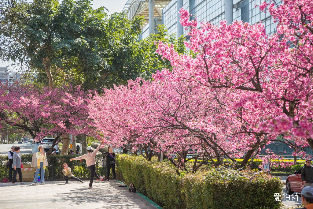 禾聯總公司櫻花秘境｜桃園龜山華亞科技園區，如何前往 @愛伯特