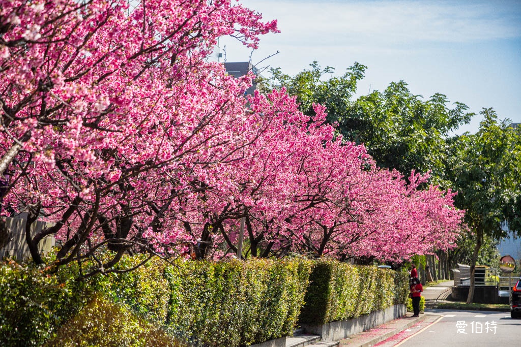 禾聯總公司櫻花秘境｜桃園龜山華亞科技園區，如何前往 @愛伯特