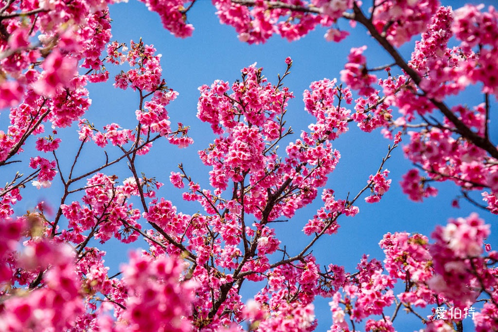 禾聯總公司櫻花秘境｜桃園龜山華亞科技園區，如何前往 @愛伯特
