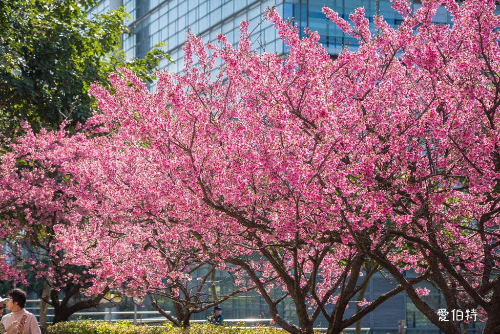 禾聯總公司櫻花秘境｜桃園龜山華亞科技園區，如何前往 @愛伯特