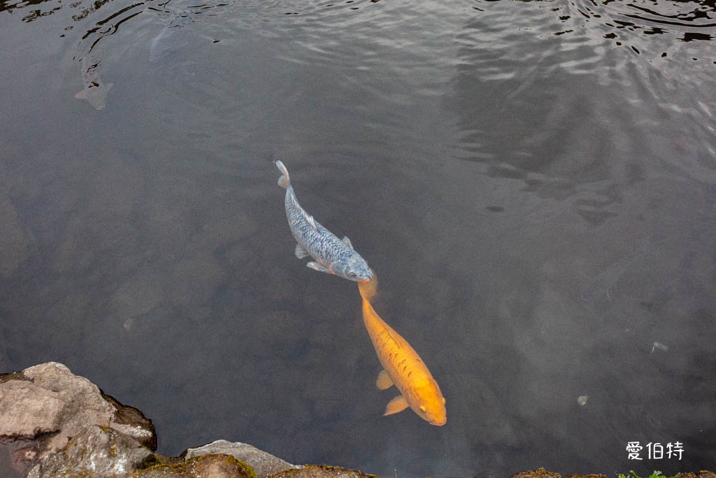 由布院必去景點｜金鱗湖，朝霧絕美，溫泉住宿，美食推薦 @愛伯特