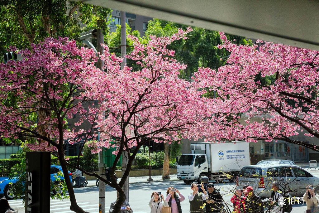 林口櫻花星巴克｜星巴克林口文化三門市，三色櫻花綻放 @愛伯特