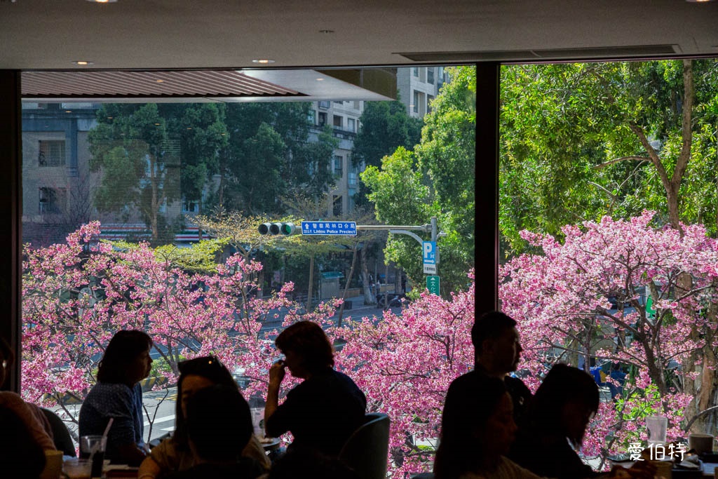 林口櫻花星巴克｜星巴克林口文化三門市，三色櫻花綻放 @愛伯特