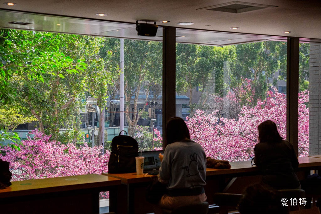 林口櫻花星巴克｜星巴克林口文化三門市，三色櫻花綻放 @愛伯特