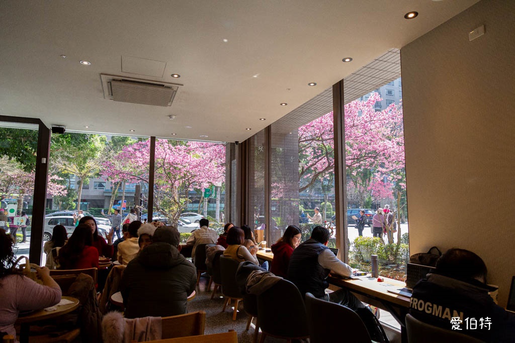 林口櫻花星巴克｜星巴克林口文化三門市，三色櫻花綻放 @愛伯特