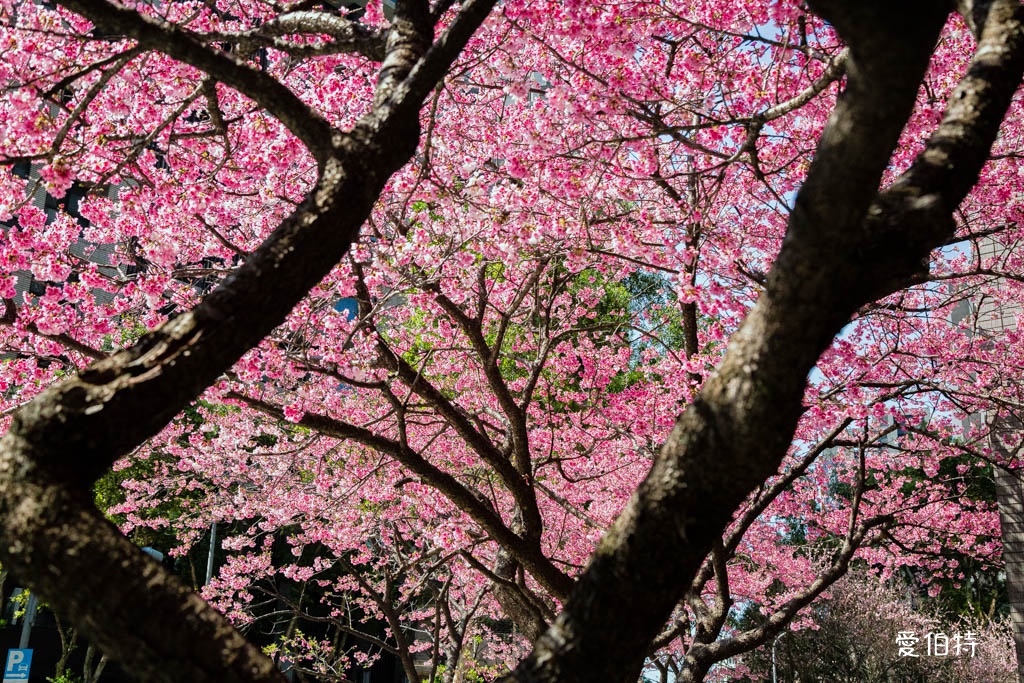 林口櫻花星巴克｜星巴克林口文化三門市，三色櫻花綻放 @愛伯特