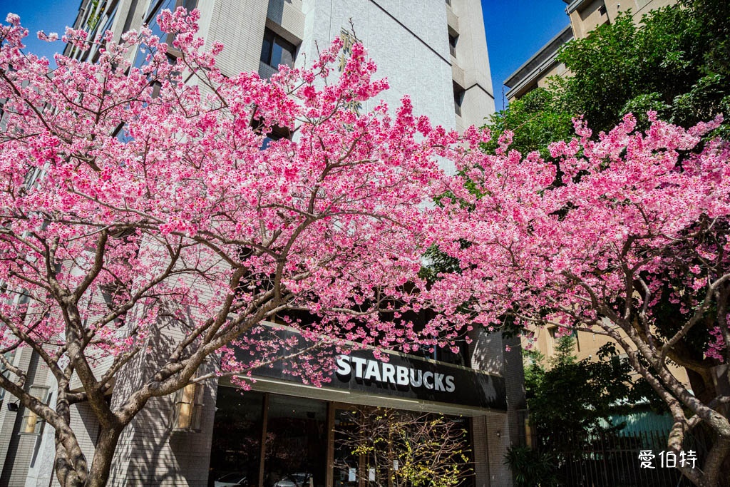 林口櫻花星巴克｜星巴克林口文化三門市，三色櫻花綻放 @愛伯特