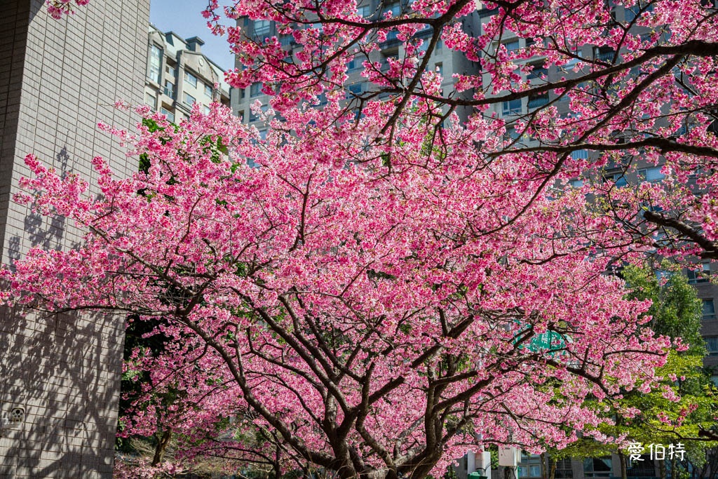 林口櫻花星巴克｜星巴克林口文化三門市，三色櫻花綻放 @愛伯特