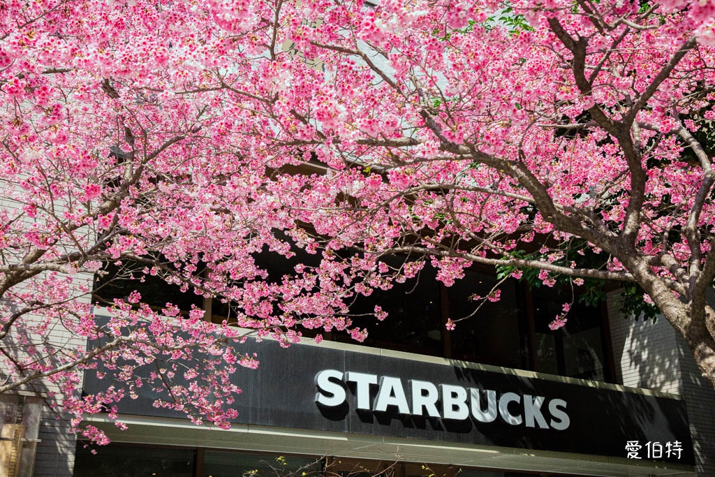 林口櫻花星巴克｜星巴克林口文化三門市，三色櫻花綻放 @愛伯特