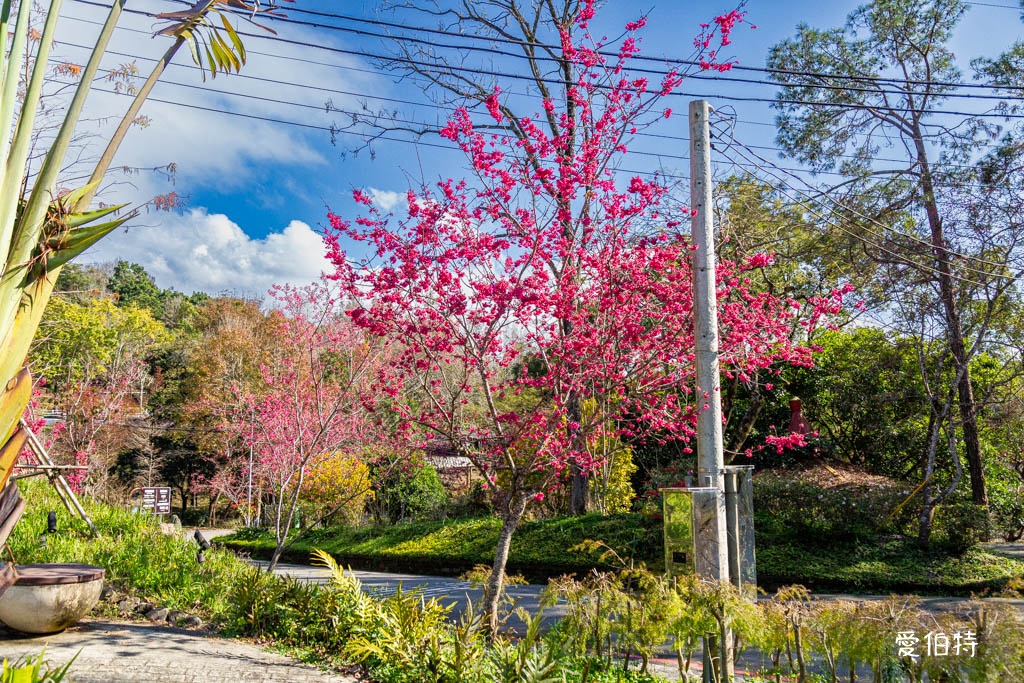 東勢林場遊樂區|體能訓練區,溫泉泡腳池,森林步道,門票體能訓練區 @愛伯特