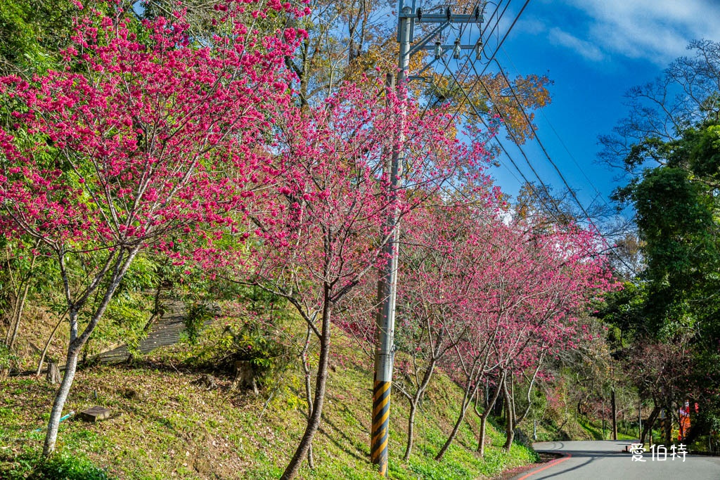 東勢林場遊樂區|體能訓練區,溫泉泡腳池,森林步道,門票體能訓練區 @愛伯特