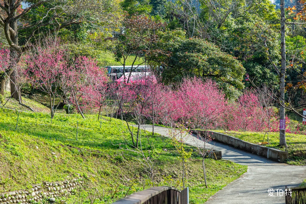 東勢林場遊樂區|體能訓練區,溫泉泡腳池,森林步道,門票體能訓練區 @愛伯特