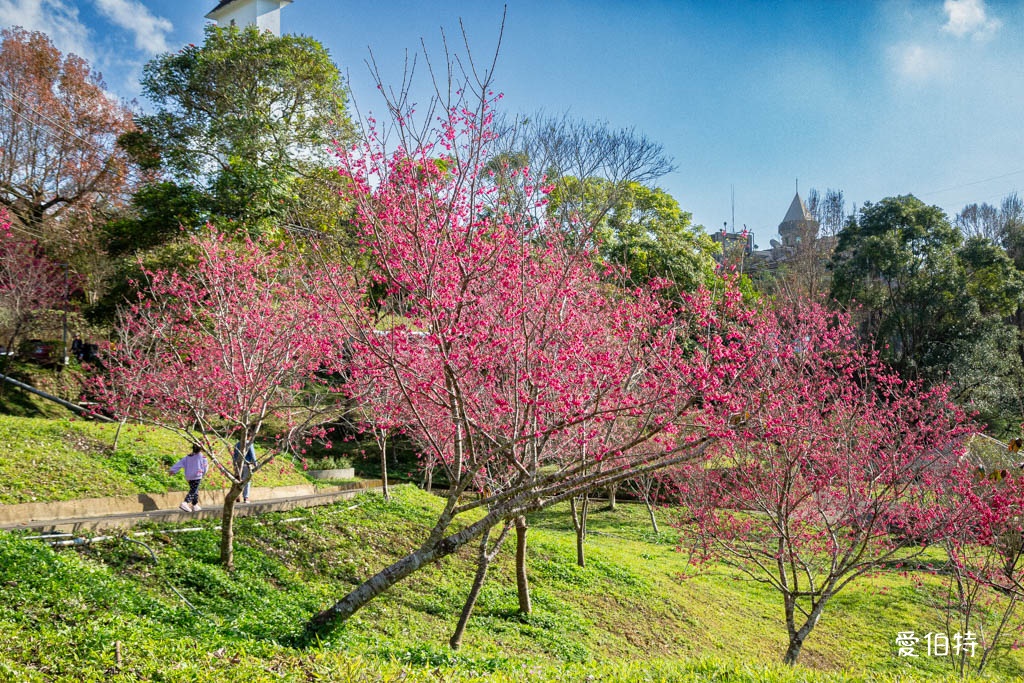 東勢林場遊樂區｜體能訓練區，溫泉泡腳池，森林步道，門票體能訓練區 @愛伯特