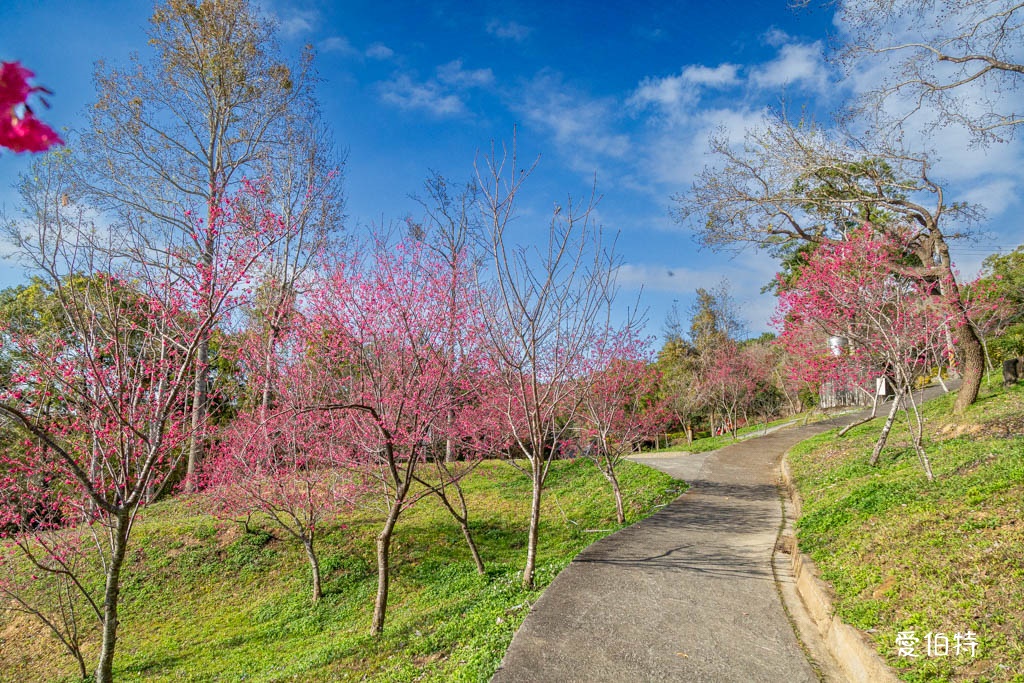 東勢林場遊樂區|體能訓練區,溫泉泡腳池,森林步道,門票體能訓練區 @愛伯特