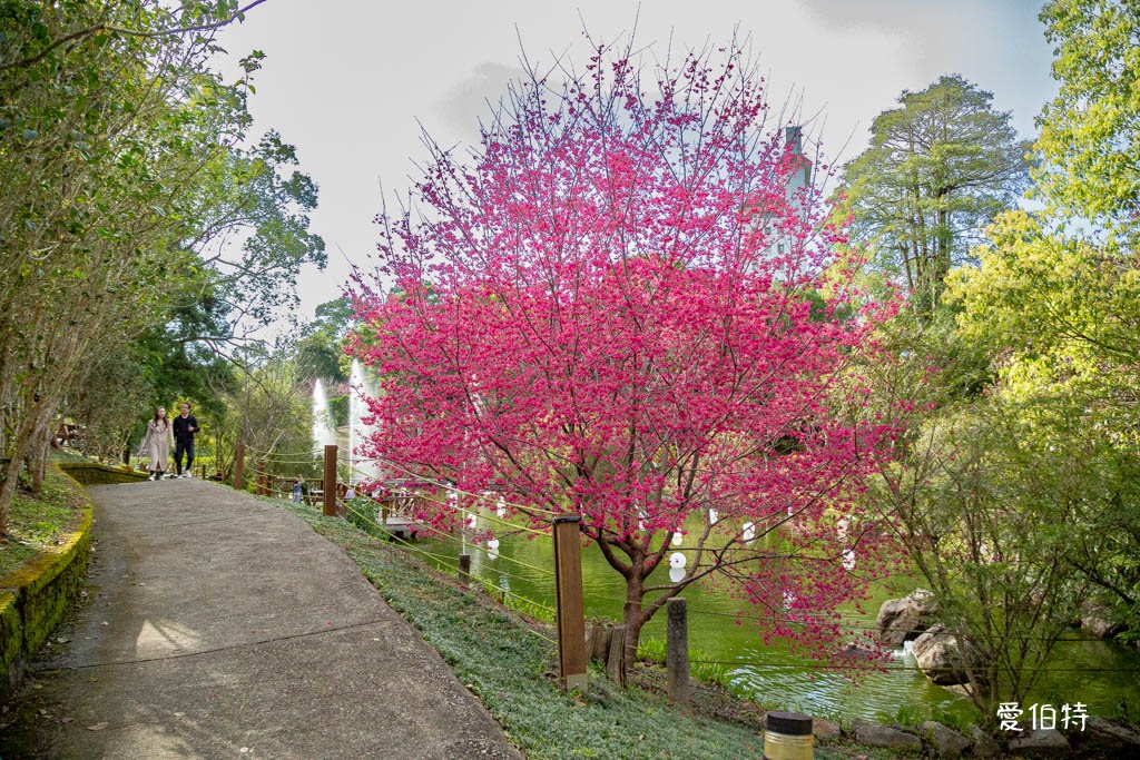 東勢林場遊樂區|體能訓練區,溫泉泡腳池,森林步道,門票體能訓練區 @愛伯特