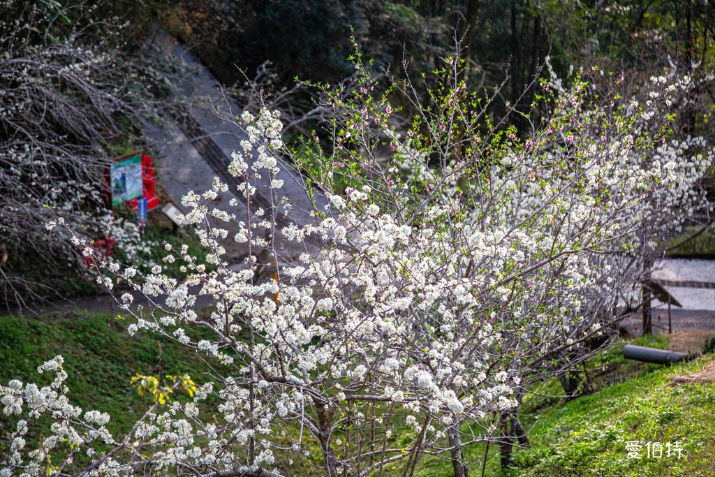 東勢林場遊樂區｜體能訓練區，溫泉泡腳池，森林步道，門票體能訓練區 @愛伯特
