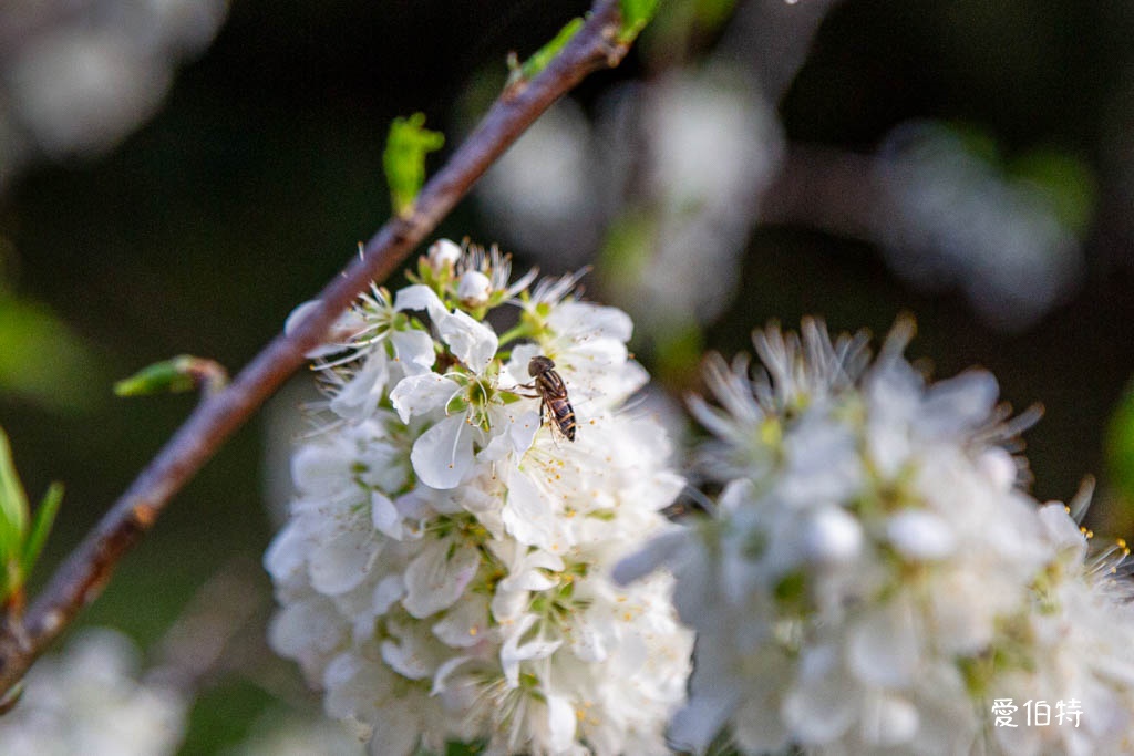 東勢林場遊樂區|體能訓練區,溫泉泡腳池,森林步道,門票體能訓練區 @愛伯特