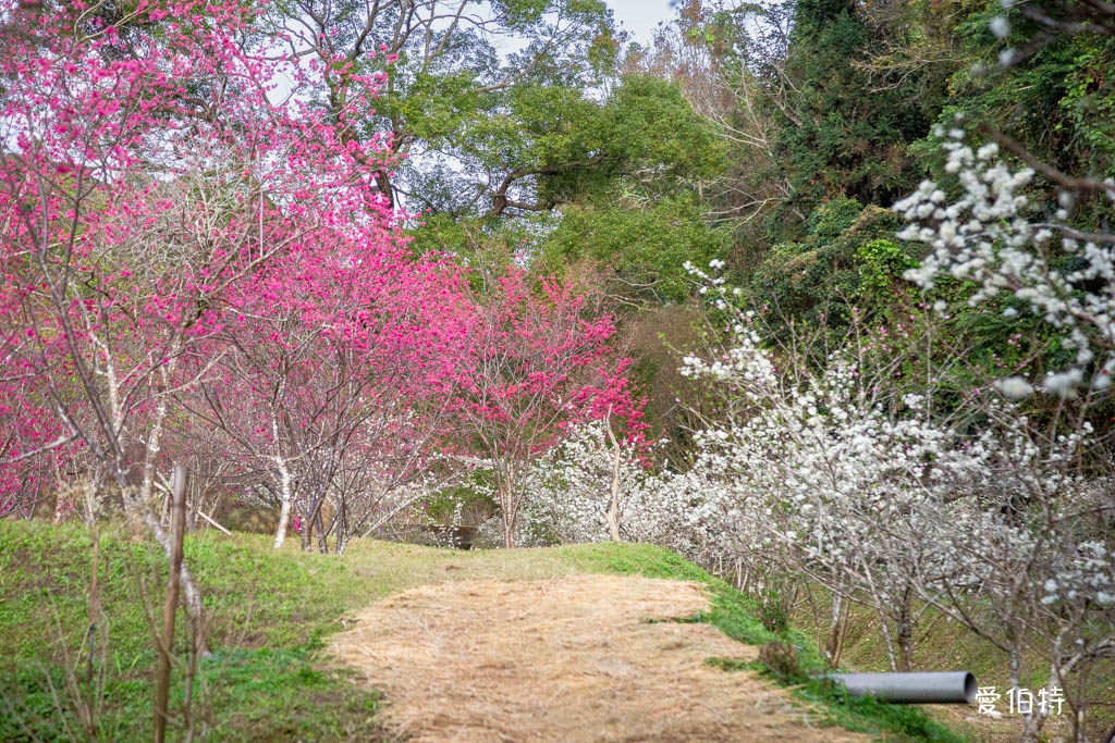 東勢林場遊樂區|體能訓練區,溫泉泡腳池,森林步道,門票體能訓練區 @愛伯特